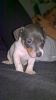 Blue Jack Russell Puppy For Sale