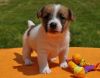 Lovely & Energetic Jack Russell Terrier Puppies Available!