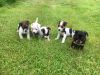Jack Russel Puppies Lovely