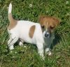 Top Healthy Jack Russel Terrier Puppies