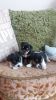 Beautiful Jack Russel Puppies