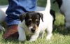 Stunning Jack Russel Terrier Puppies For Sale