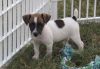 Top Class Jack Russel Terrier Puppies Available