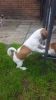Gorgeous Jack Russell Terrier pups for sale