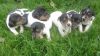 perJack Russell Puppies