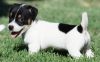 Jack Russel Terrier Puppies For Sale