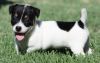 Home raised Jack Russel Terrier puppies