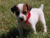 AKc reg. lovely litter of Jack Russell Terrier pups available.