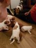 1 boy and a girl jack russell puppies