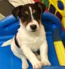 Beautiful Jack Russell Terrier Puppies text (xxx) xxx-xxx7