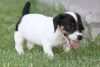 Lovely Jack Russel Terrier Puppies