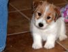 Champion Bloodlines Jack Russell Terrier Puppies