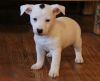 ACA Registered Jack Russell Terrier Puppies