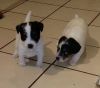 Super adorable Jack Russell puppies for new home