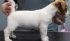 Tan & White Broken coated Jack Russell Terrier