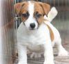 beautiful red and white broken coated Jack Russell Terrier puppies