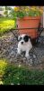 Beautiful Jack-a-poo puppies for sale