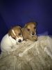 Jack Russell puppies for sell