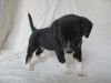 Beautiful Small Jack Russell Shih Tzu Puppy