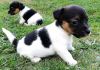 Jack Russell puppies ready now