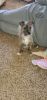 4 month Old Jack Russel Terrier