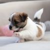 jack russel puppies for sale