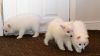 Japanese Spitz puppies for sale.