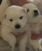 JAPANESE SPITZ PUPS FOR SALE