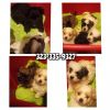 Puppies for sale rehoming