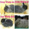 Jersey Wooley bunnies only four left