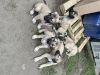 9 week old Kangal puppies