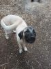 6 Month Old Male Kangal Puppy