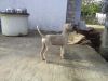 Kanni Pup for Sale