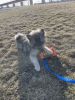 Keeshond Puppy for sale
