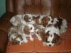 Cavalier King Charles puppies ready to go now
