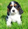 King Charles Cav's Puppies To Re-ho