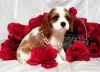 Outstanding Stunning Cavalier King Charles Pups
