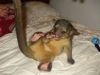 Lovely and playful baby Kinkajous