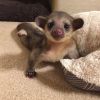 Baby kinkajous for rehoming