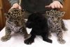 Jaguar Cub, Panther Cubs , Cheetah Cubs ,, Kinkaju and fennec fox For