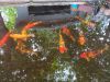 Koi fish for sale at Clarence Prices in Cedar Park TX.