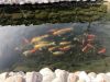 Koi and gold fishes for sale