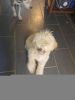 Komondor puppy for sale