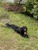 Awesome female puppy. 6 Months black labradoodle
