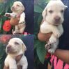 3 female lab puppies for sale