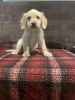 Labradoodles looking for a good home