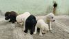 Show quality Labrador male puppies Available