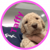 Labradoodle Puppies For Sale