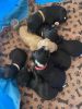 8 Precious Labradoodle Puppies
