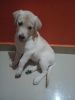 Labrador for sale (90 days puppy)